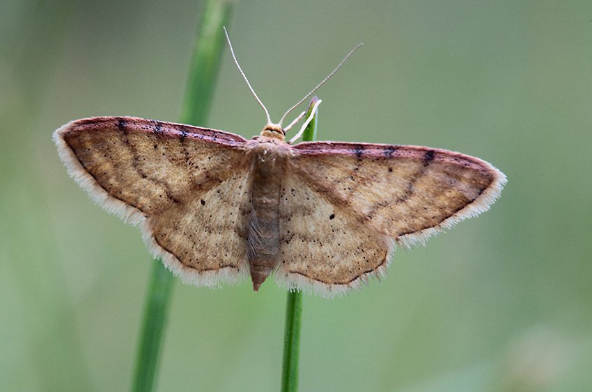 Idaea humiliata? S